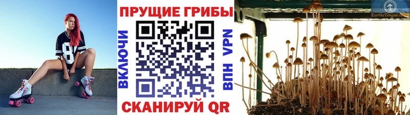 Псилоцибиновые грибы мицелий Козельск